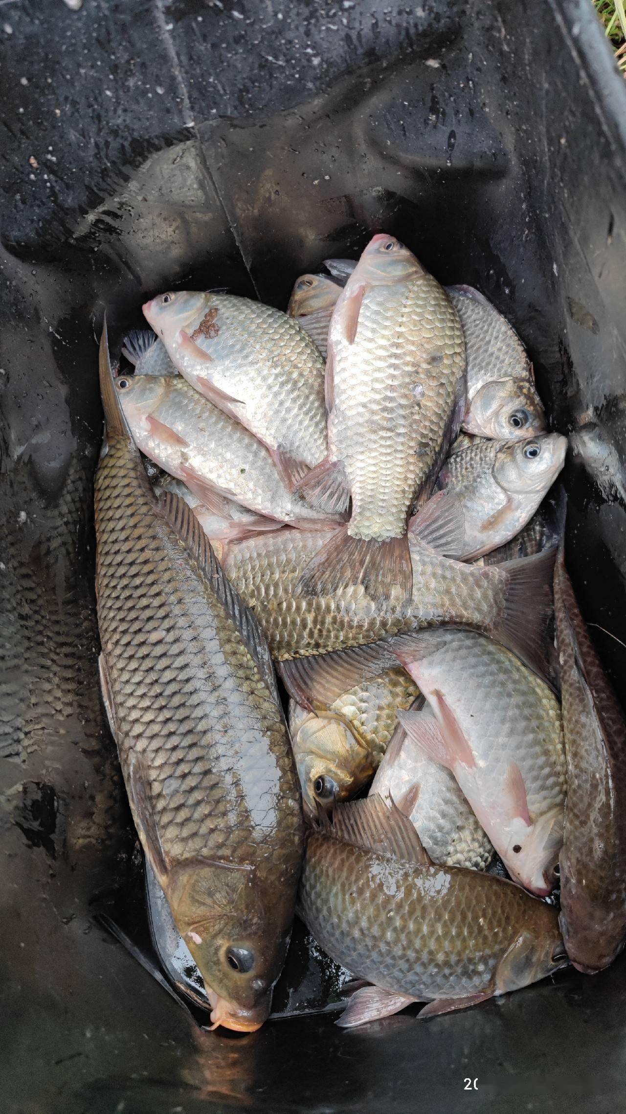 前面三天鱼获整体都还不错而且个体都还比较均匀,第四天的时候一个也