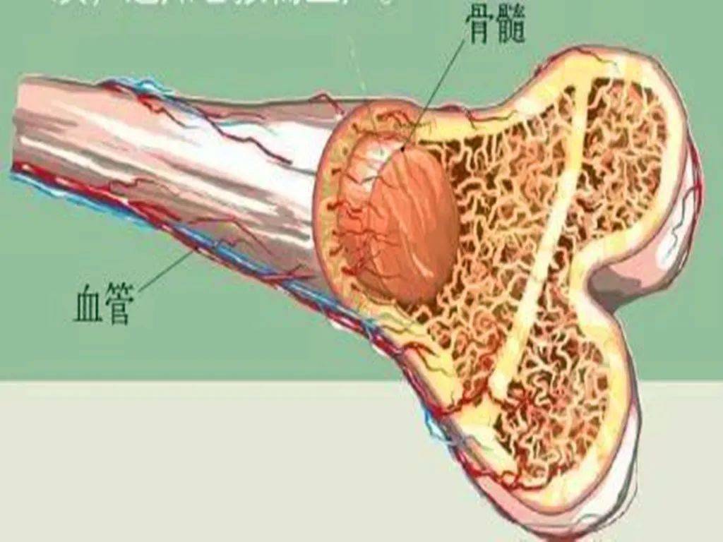 人体共206块骨头