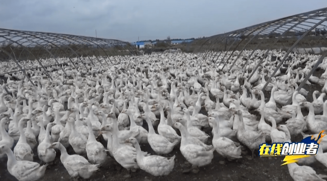 第一年他们分两批引进"霍杂白鹅"5000只试水,经济效益不错.