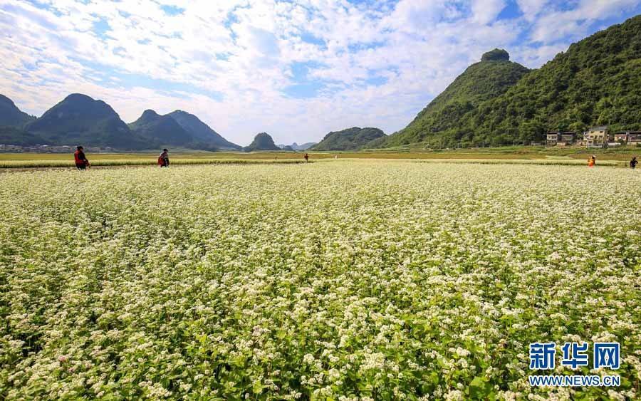 柳州|冬日浪漫！仫佬山乡荞麦花开