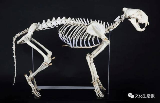 走进福建博物院自然馆 了解馆藏华南虎标本背后的故事 老虎 雌虎 领地