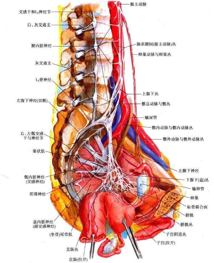 在男性,下腹下丛位于直肠,精囊腺,前列腺及膀胱后部的两侧