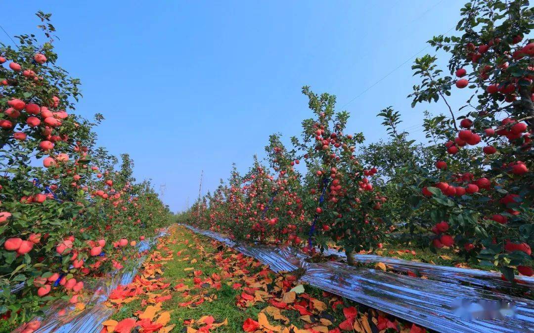 67解读烟台苹果:中国果业第一品牌是这样炼成的_发展_产业_种植