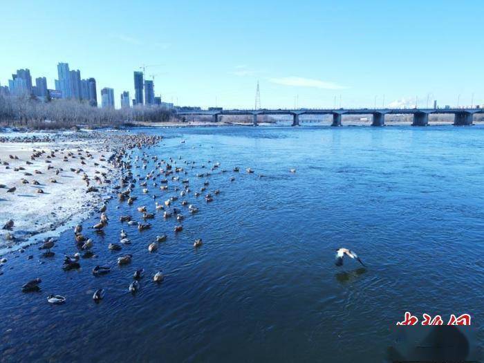 城市|千鸟飞渡吉林松花江：驻足城市“驿站”悠然自得