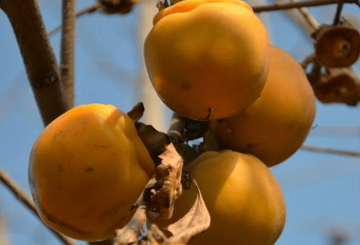 苹果能和柿子混吃吗 d8ed90d260cb4fdf95d1b9a4e95ed909.png