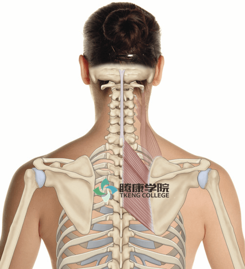 起點:下位2個頸椎和上位4個胸椎棘突止點:肩胛骨內側緣神經支配:肩胛