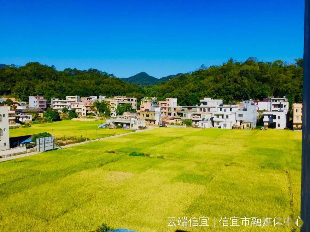 信宜金垌镇"乡村拍客"倾情讲好乡村故事……_发展_生态_沃柑