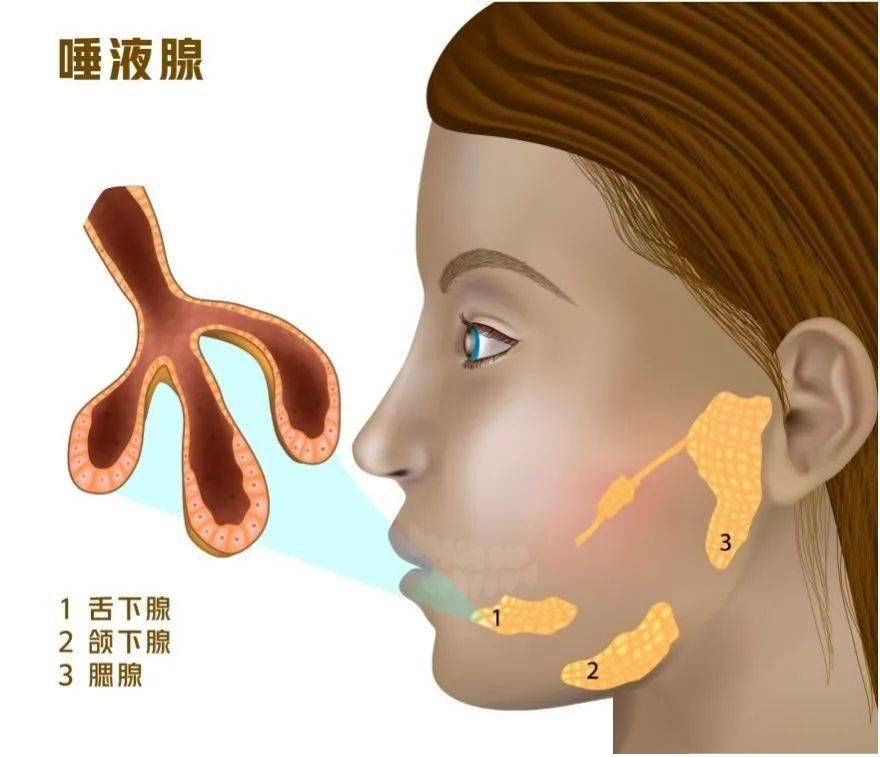 唾液腺卡通图片