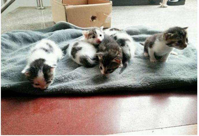 猫咪仰面朝天晒肚子,铲屎官一67头雾水,两月后才知是在炫耀!