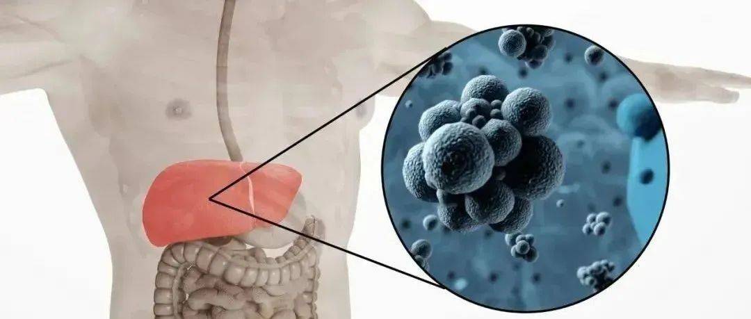 为什么冬季要做肝胆排毒？_肝脏_毒素_人体