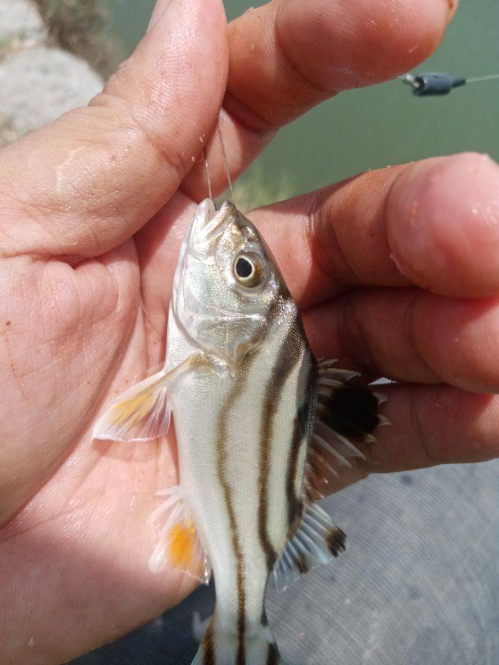 但零零星星还是能钓到其他不一样的鱼种,比如斑猪鱼,沙尖鱼,俺怀疑