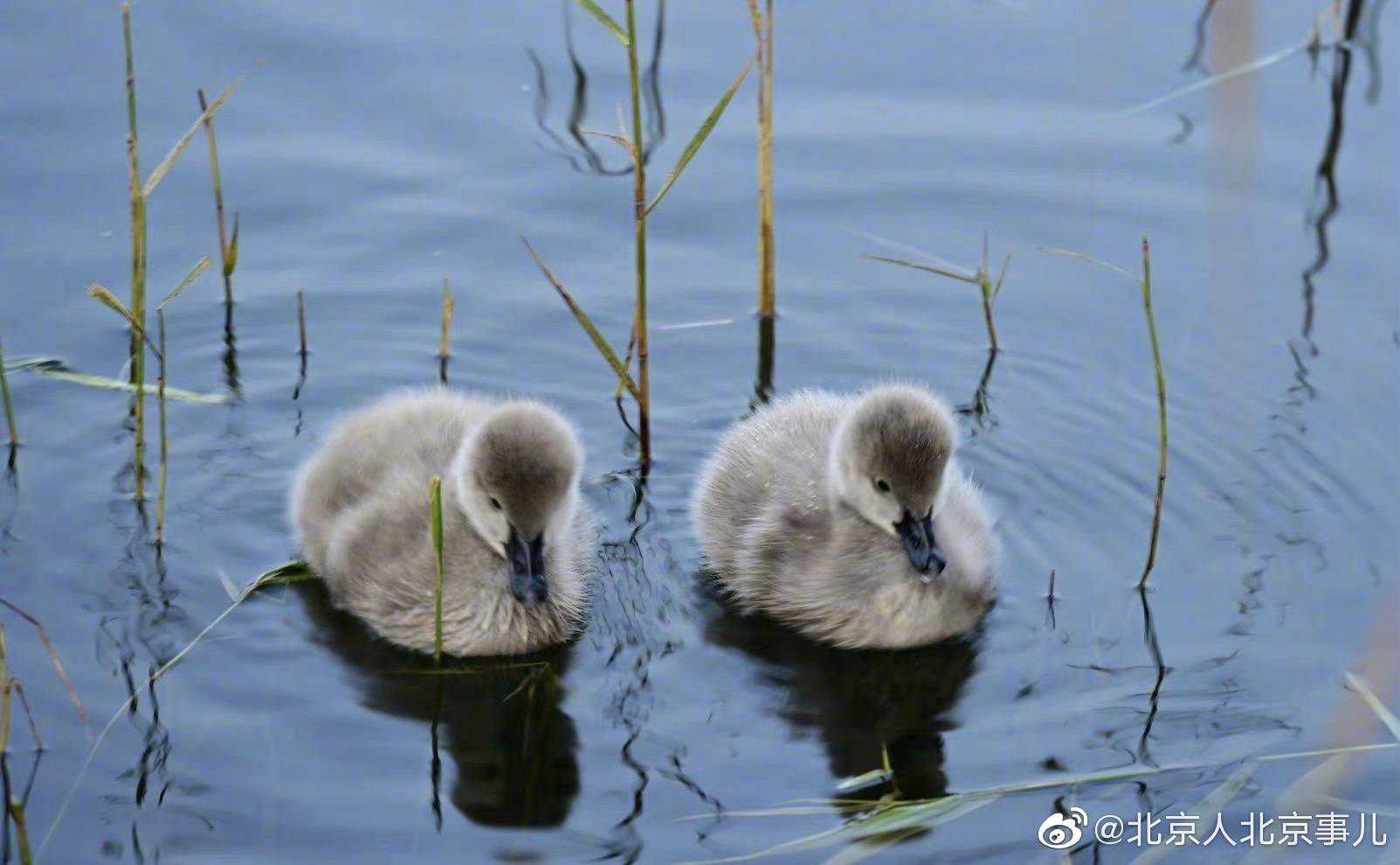 被圆明园的天鹅幼崽可爱到了,丑小鸭变天鹅_湖水_北京_宝宝
