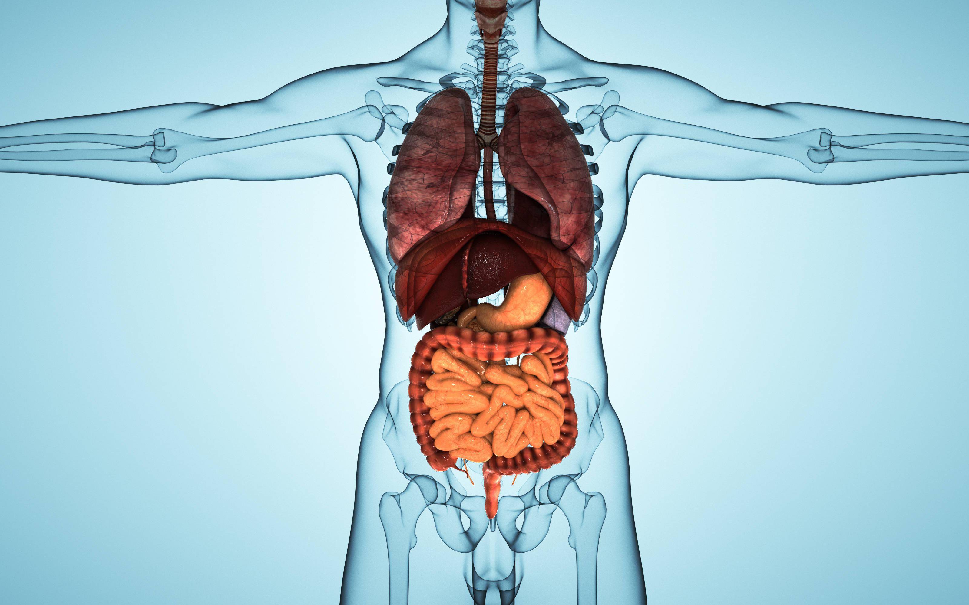 人体胃部位置图图片