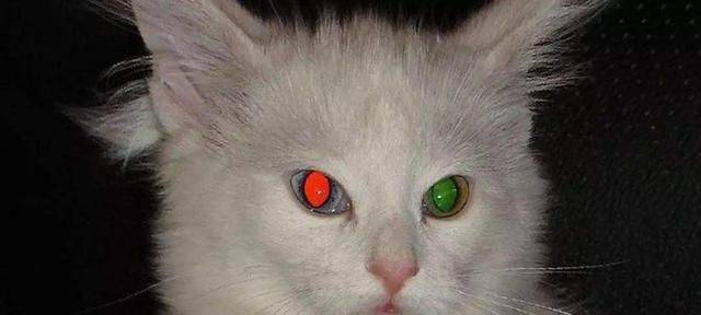 猫咪的眼睛在夜里反光是什么颜色如果你认为只有绿色那就错了
