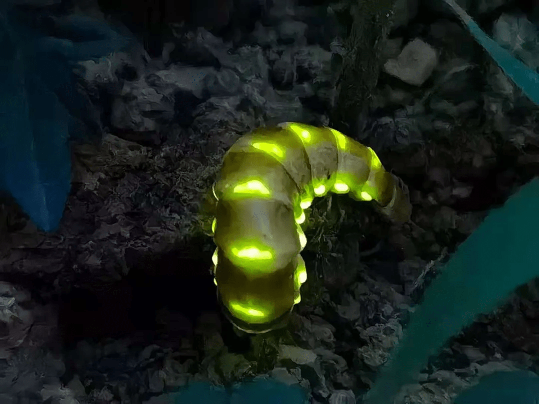 雌虫为浅黄蠕虫,雄性成虫黑色有翅,体长20毫米左右,形似普通萤火虫