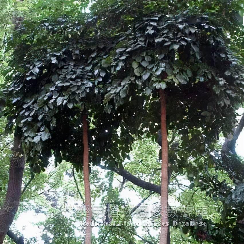 简介【别名】千层纸,千张纸,破布子,满天飞,兜铃,三百两银药,玉蝴蝶.