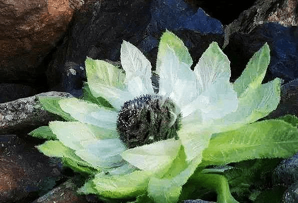 这种花是《山海经》中的百草之王,堪称"中华仙草",如今快灭绝_雪莲花