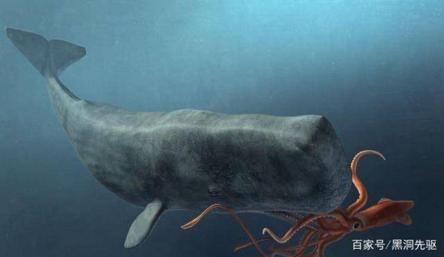大王酸浆鱿和大王乌贼相比,谁的体积更大?_抹香鲸_深海_动物