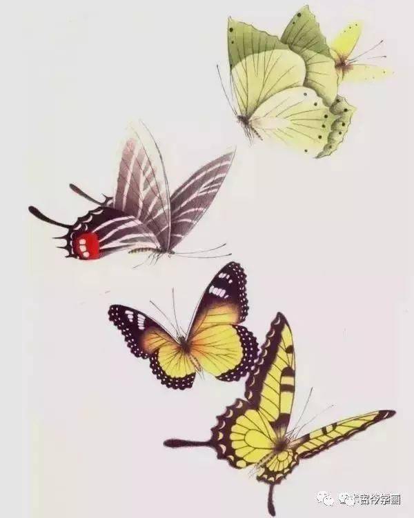工笔画蝴蝶染色方法图片