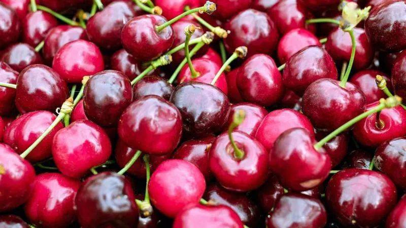 seasons first sea shipment of chilean cherries arrives in .