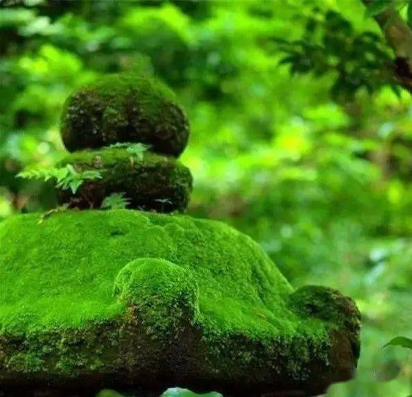 青苔生禅意方寸天地间