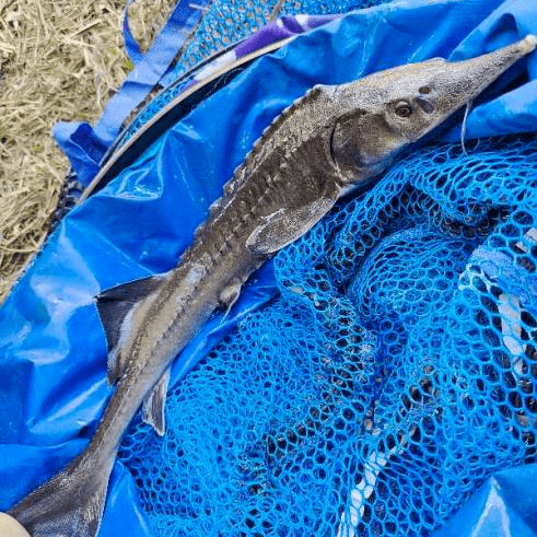 西溪惊现杂交鲟市农业农村局提醒放生应当守规范