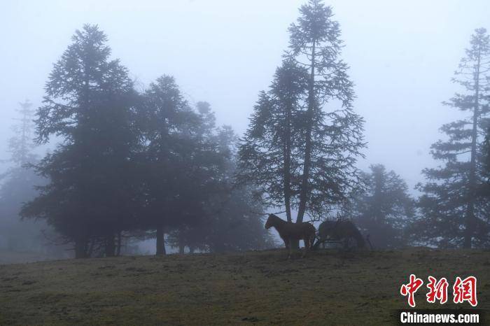 武隆仙女山|雨雾天气笼罩重庆仙女山 呈现朦胧美