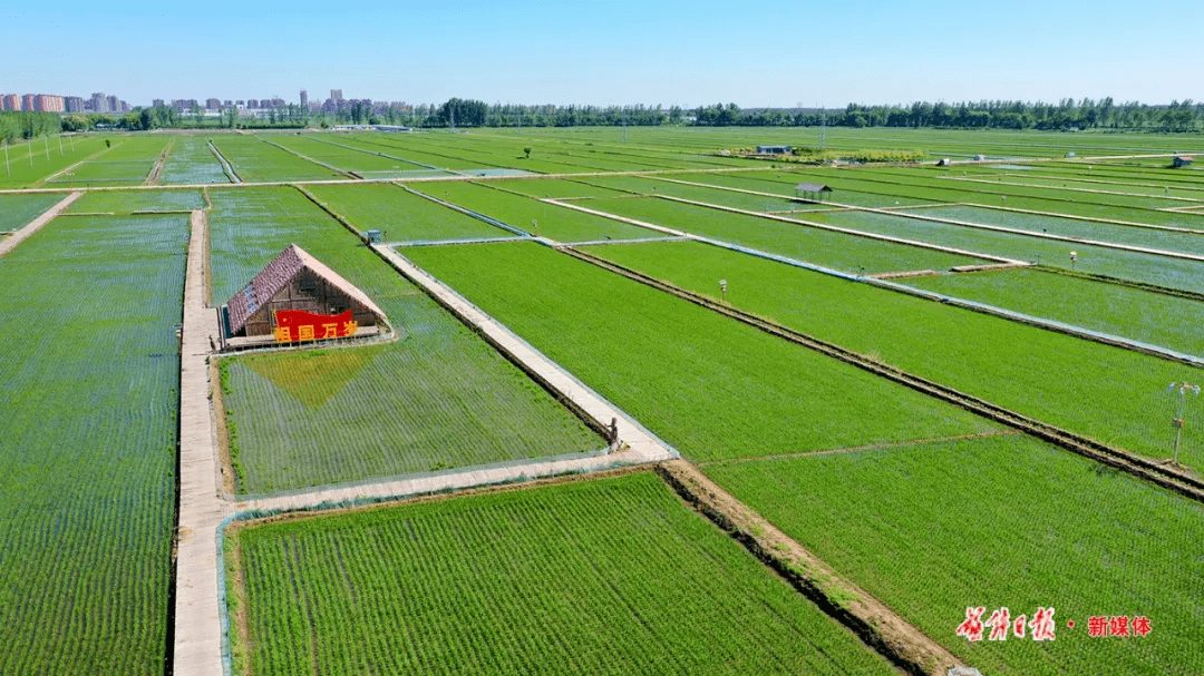 成功入选盘锦稻谷全产业链重点链