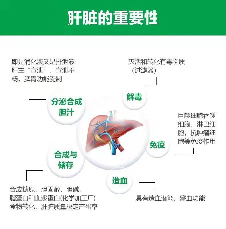 保肝护肝—龙昌胆汁酸_乐畅_脂肪_原料