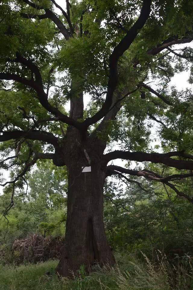 河南陕州千年古树耸立在古老的刘寺村