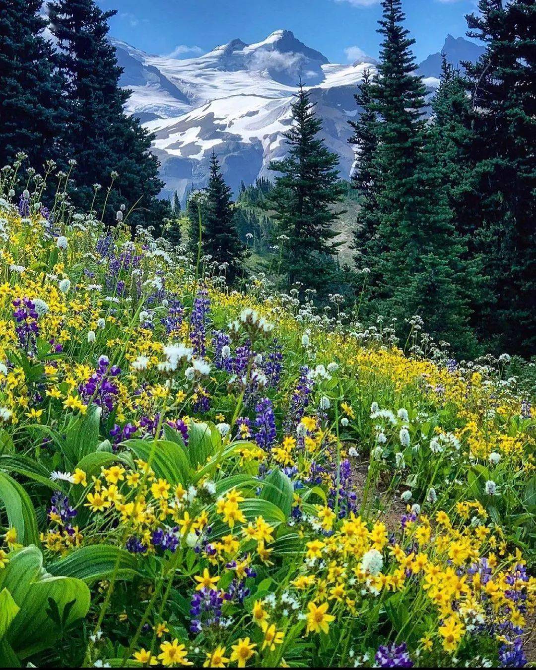 不论是遥不可及的山景,还是近在咫尺的野花,哪一个不是大自然给予我们