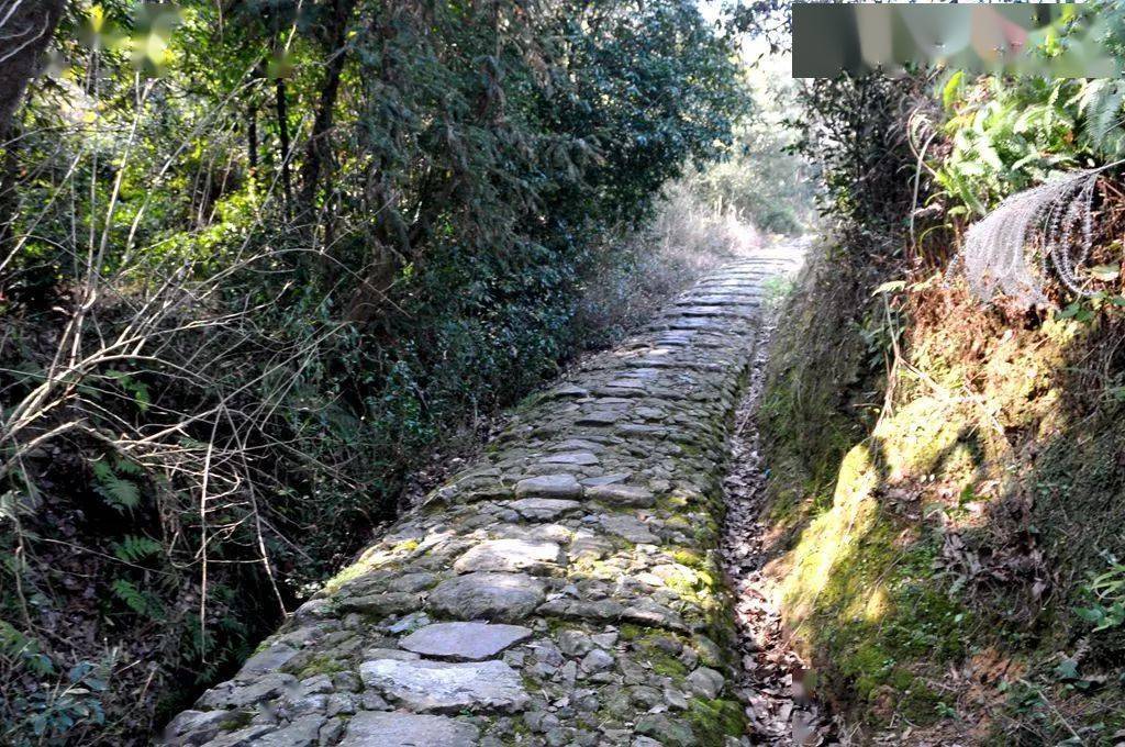 平阳这些古道适合"约走"!_水头镇_社区_路线