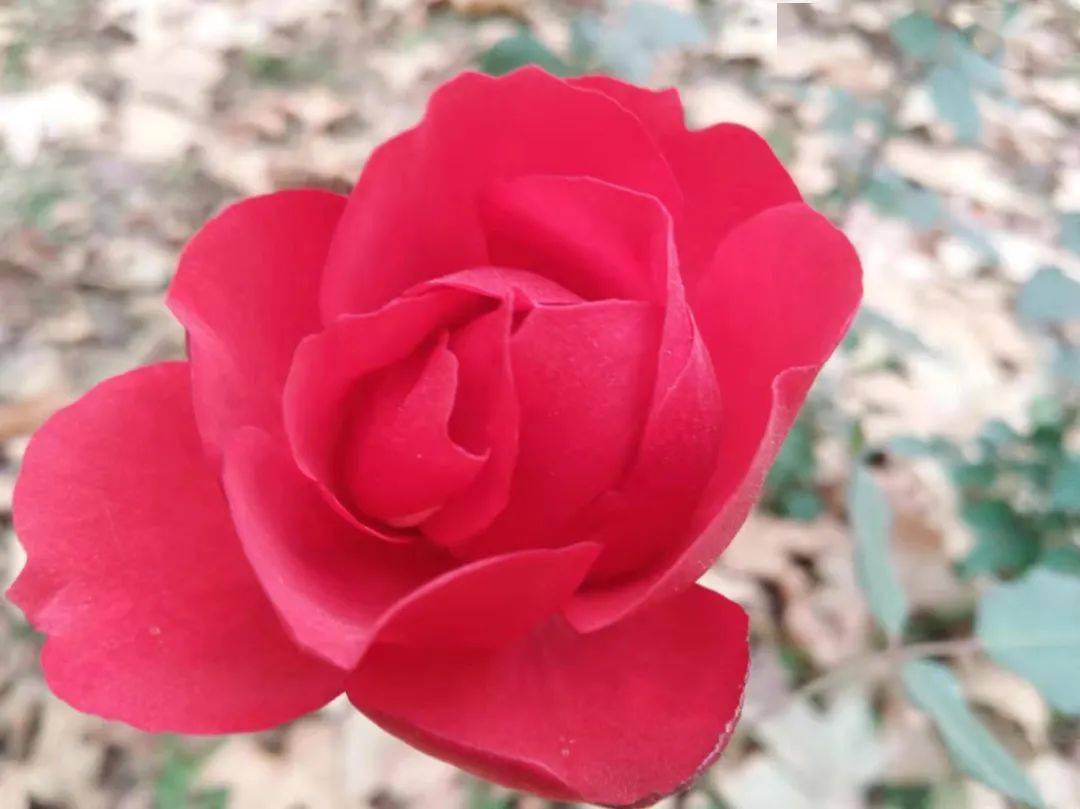 文苑天地 孤芳之美 月季 春夏里 万林