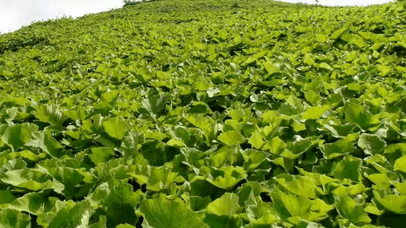 生长中的羌活在与符烜的对话中,他说道:看别的暖和点的地方能种花椒