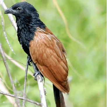 白鷳(雌鳥,別名:銀雞,銀雉,越鳥,越禽,白雉,國家二級保護動物)