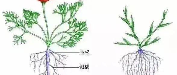 作物的根系决定作物的产量!也会直接影响作物的高产优质_土壤_白根_黄根