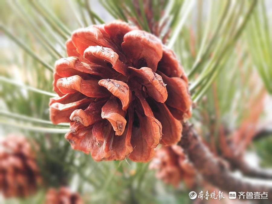 马尾松结出了松果,形如宝塔_松树枝_松科_绿化