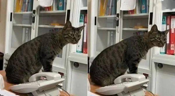 什么两个王这牌太大了 吓得猫一哆嗦 居然一动不动也是老猫桌了