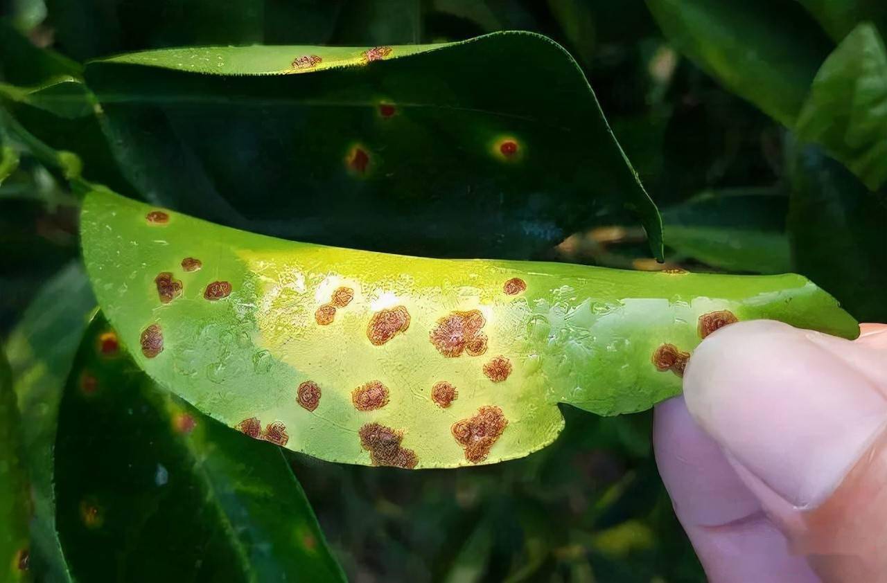 柑橘潰瘍病生物防治技術要點