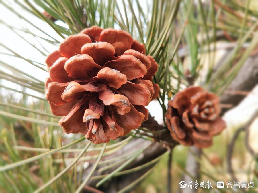 马尾松结出了松果,形如宝塔_松树枝_松科_绿化