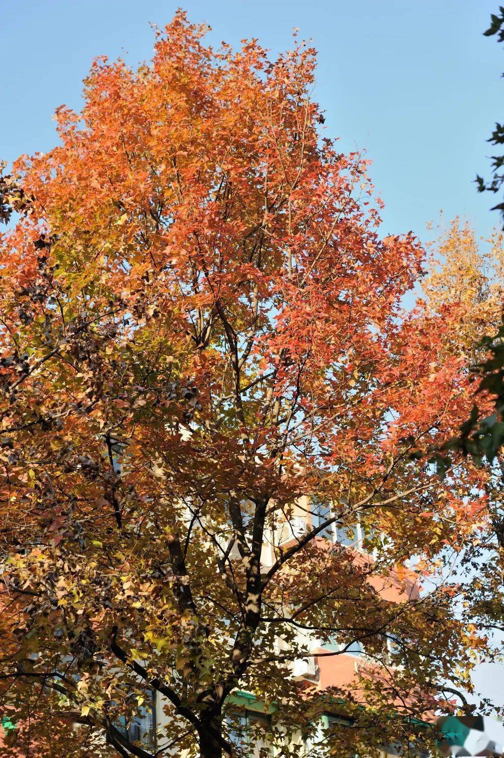 枫香树北美枫香美国红枫三角枫如何枫得清