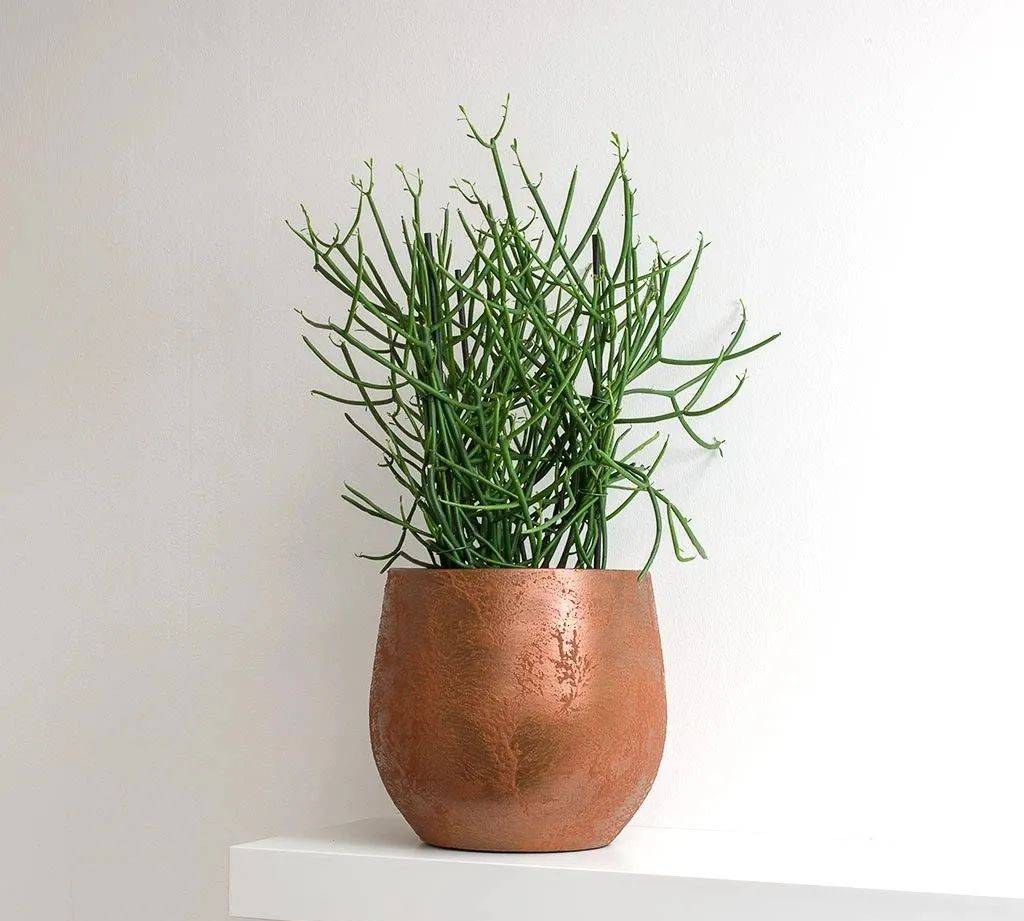 11种小众的室内盆栽 并不是每一种都适合你 注意挑选品种 叶子 植物 养护