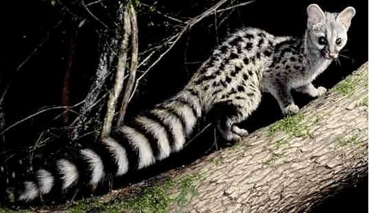 白鹇(雌鸟,别名:银鸡,银雉,越鸟,越禽,白雉,国家二级保护动物)