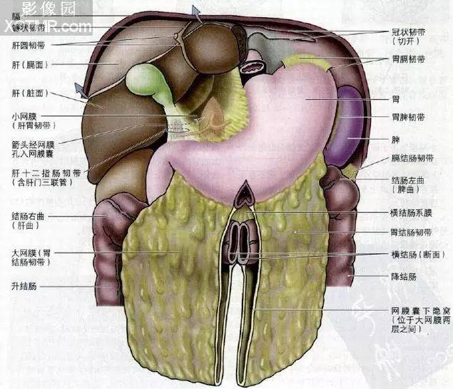 肝周韧带肝周间隙的影像解剖与常见疾病