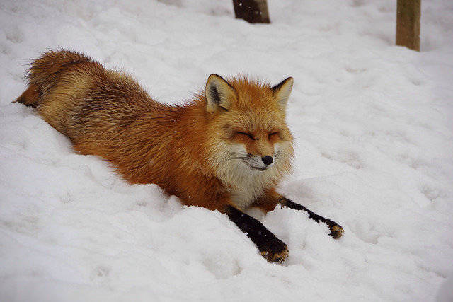 大雪过后的茶狐,十字狐,小赤 by tatsuro shimono_狐狸_小赤_tatsuro