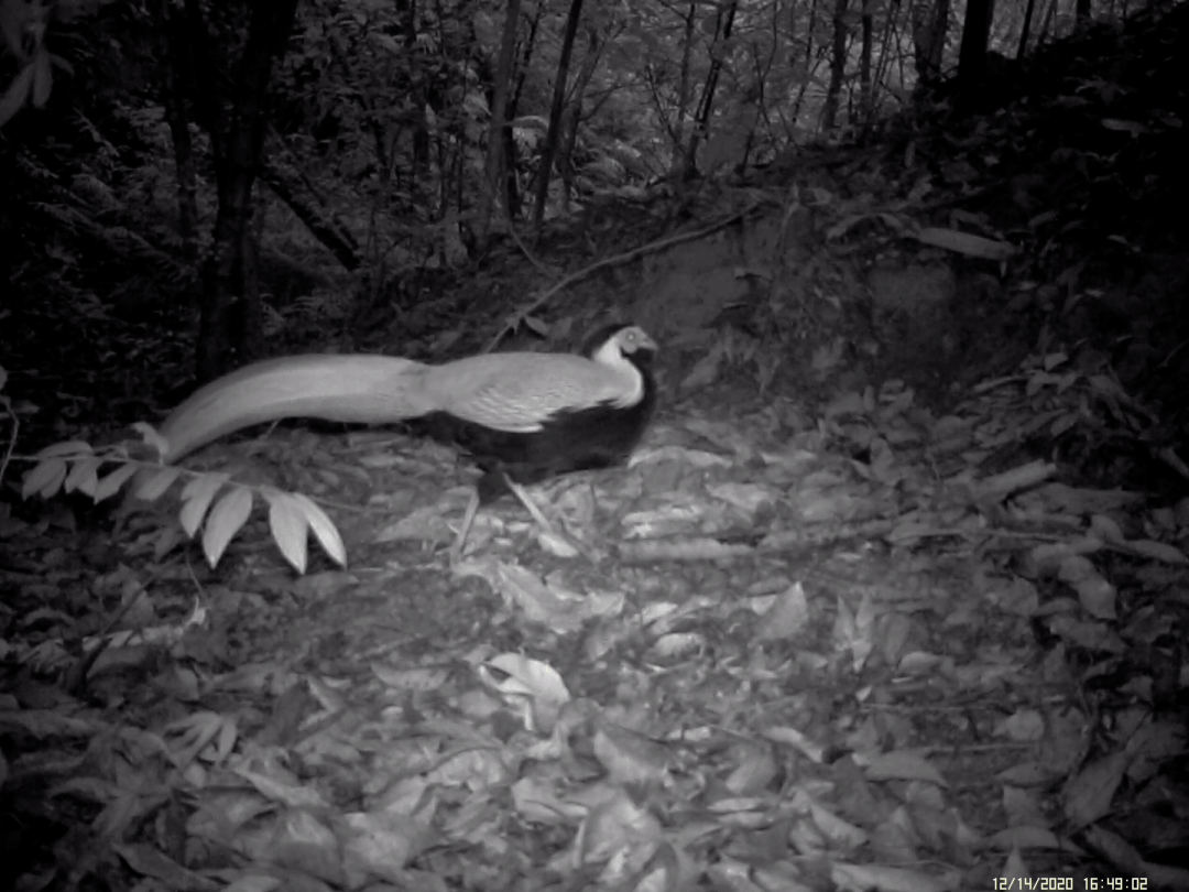 红外相机拍到普宁多种野生动物活动珍贵画面_揭阳_白鹇_豹猫