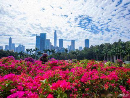 花历|深圳12月花历出炉