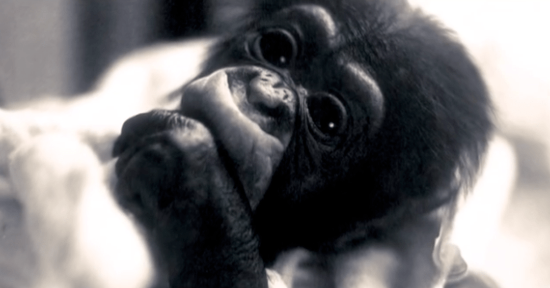 挑战人伦,打破底线,这高分好片竟然是真人真事_尼姆_黑猩猩_赫伯特