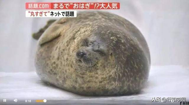 日本一只海豹火了因为它会突然变圆