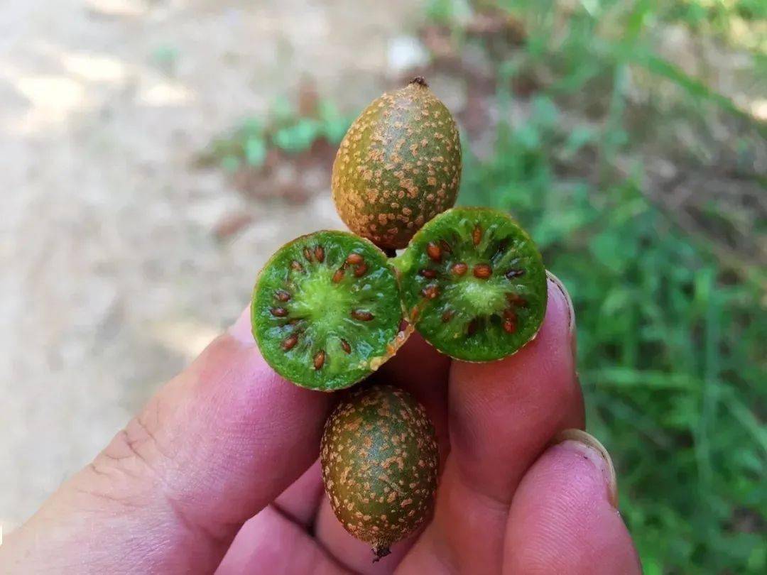 成熟了丰顺山区这种可爱小野果你吃过吗
